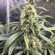 Maui Waui (DWC) 2