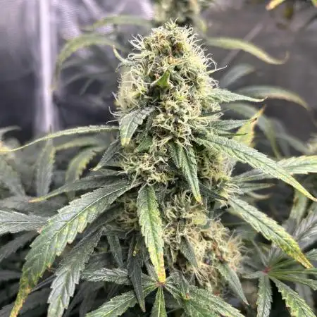 Maui Waui (DWC) 2