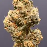 Blue Dream (DWC)