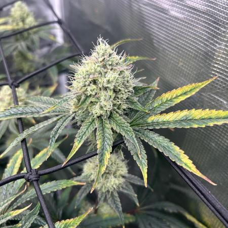 Hella Jelly (DWC)