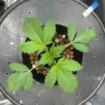 Blimburn Blue Dream in Hydro