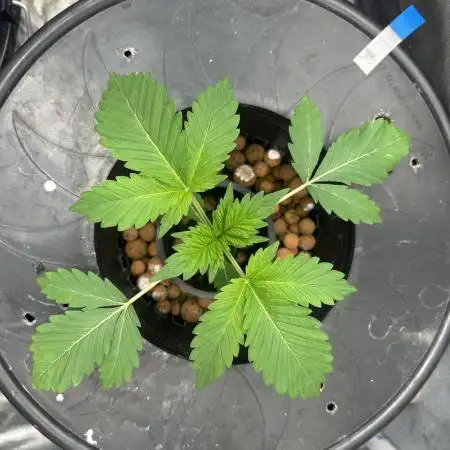 Blimburn Blue Dream in Hydro