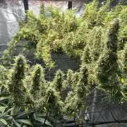 Golden Tiger (DWC)