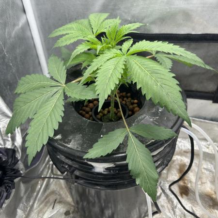 Godfather Bomb (DWC)