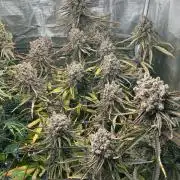 Mimosa x The Brunch “Lover’s Cut” DWC