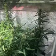 Golden Tiger (DWC)