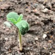 The one that doesn’t exist