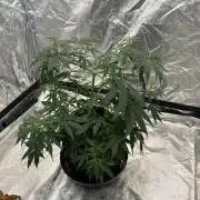 The one that doesn’t exist