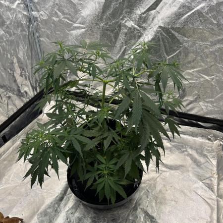 The one that doesn’t exist