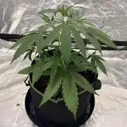 The one that doesn’t exist