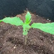 The one that doesn’t exist