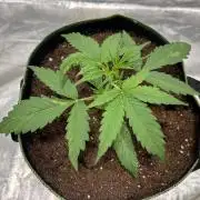 The one that doesn’t exist