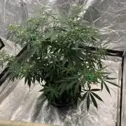 The one that doesn’t exist