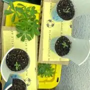 Unwanted breeding turned out good