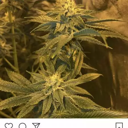 ukgrow holy grail kush and amnesia haze