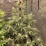 Fastbuds
