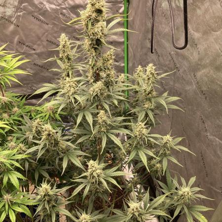 Fastbuds