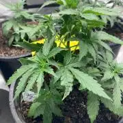 4x8 tent