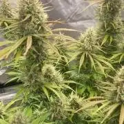 4x8 tent