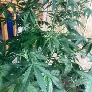 4x8 tent