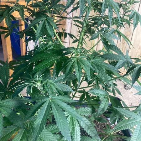 4x8 tent