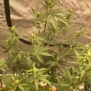Fastbuds
