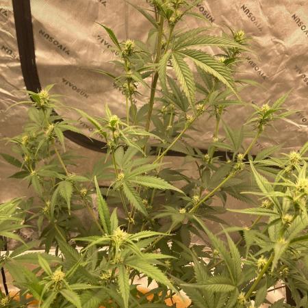Fastbuds