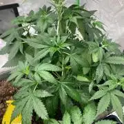 Fastbuds