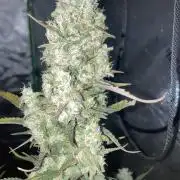 Fastbuds