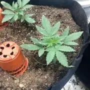 4x8 tent