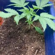 Good genetics