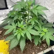 Fastbuds