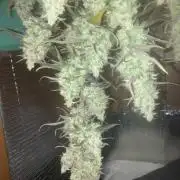Fastbuds