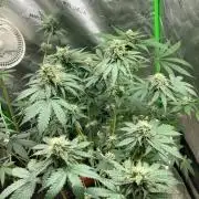 4x8 tent
