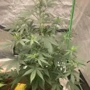 Fastbuds