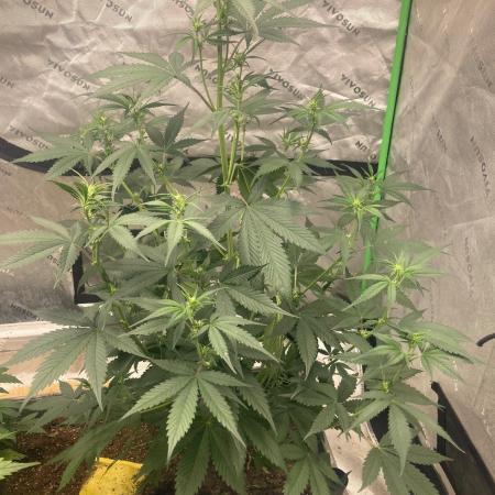 Fastbuds