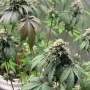 4x8 tent