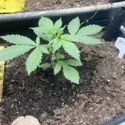 4x8 tent