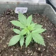 Fastbuds