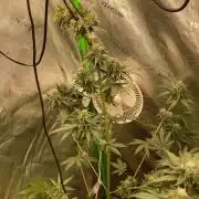 4x8 tent