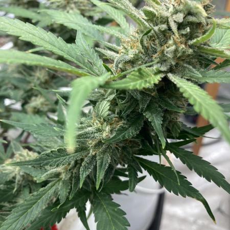 Papaya cookies