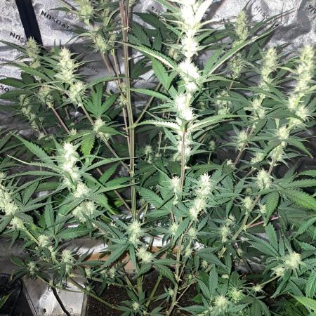 4x8 tent