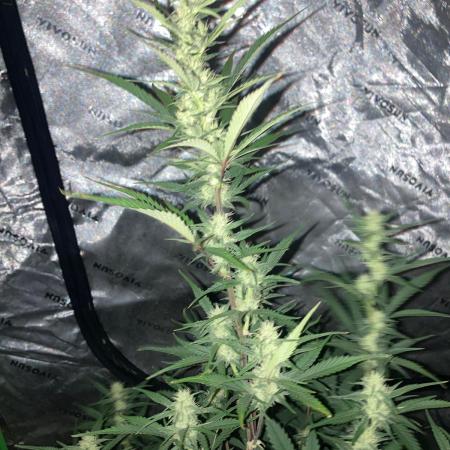 Fastbuds