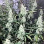 Fastbuds