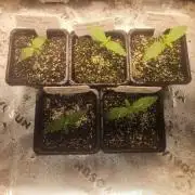 My first experience with autos