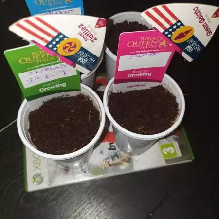Anonymousgrow #3
