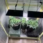 Afgan Kush Auto