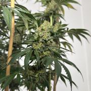 Chocolate Rainbow XXL  fem