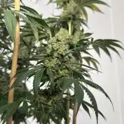 Chocolate Rainbow XXL  fem