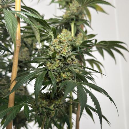 Chocolate Rainbow XXL  fem